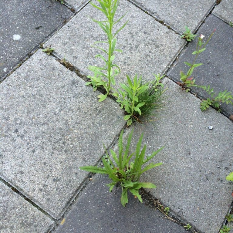 Auffahrtenreinigung Schwerin